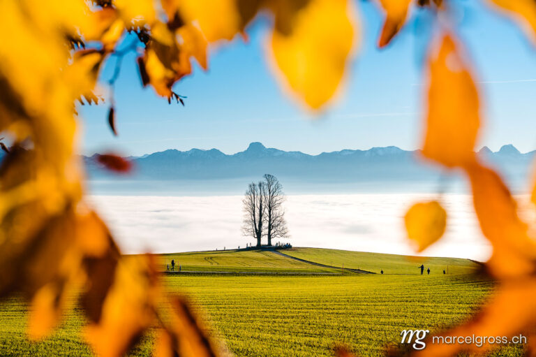 Herbstbild Schweiz. single tilia tree framed by autumn leaves with Stockhorn range in the background. Marcel Gross Photography