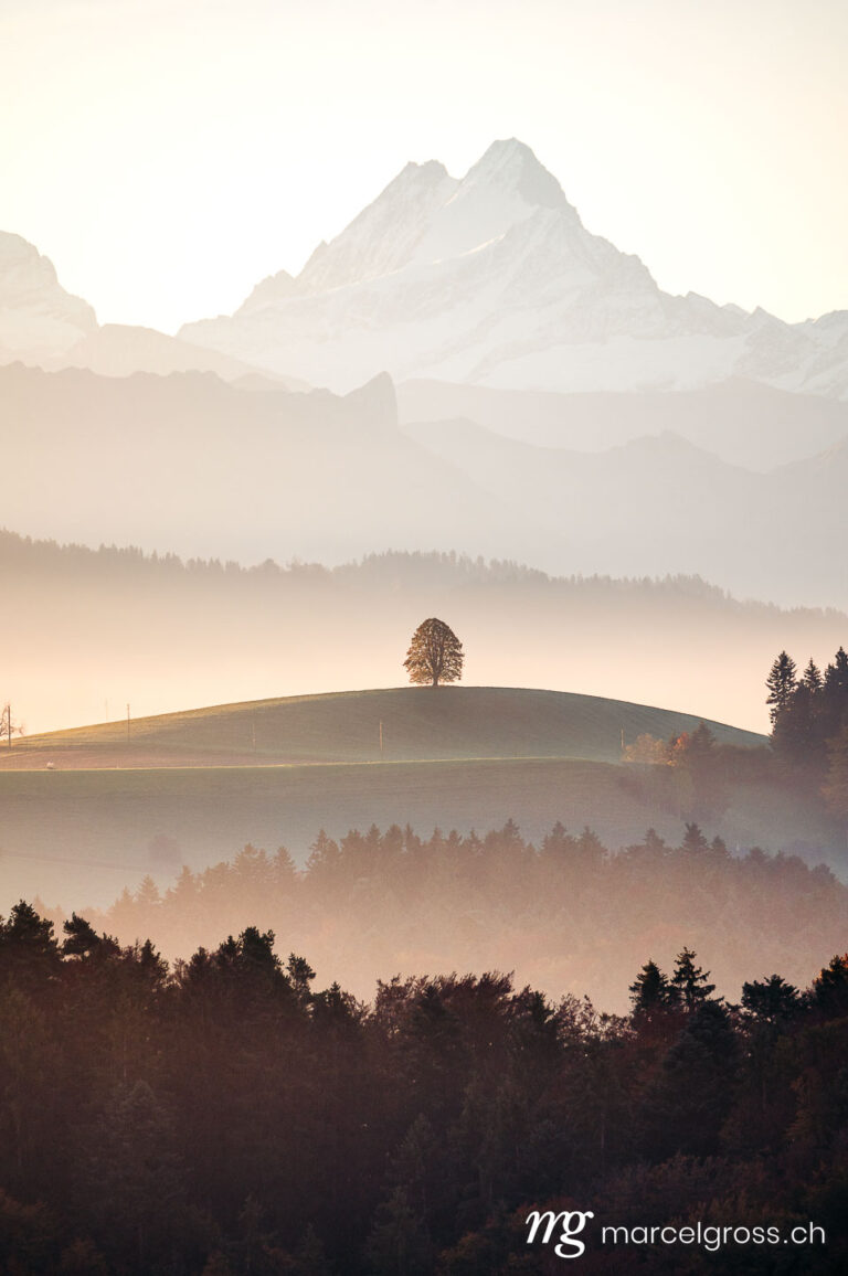 Herbstbild Schweiz. mystischer Sonnenaufgang über den Emmentaler Hügeln mit Baum vor Schreckhorn. Marcel Gross Photography