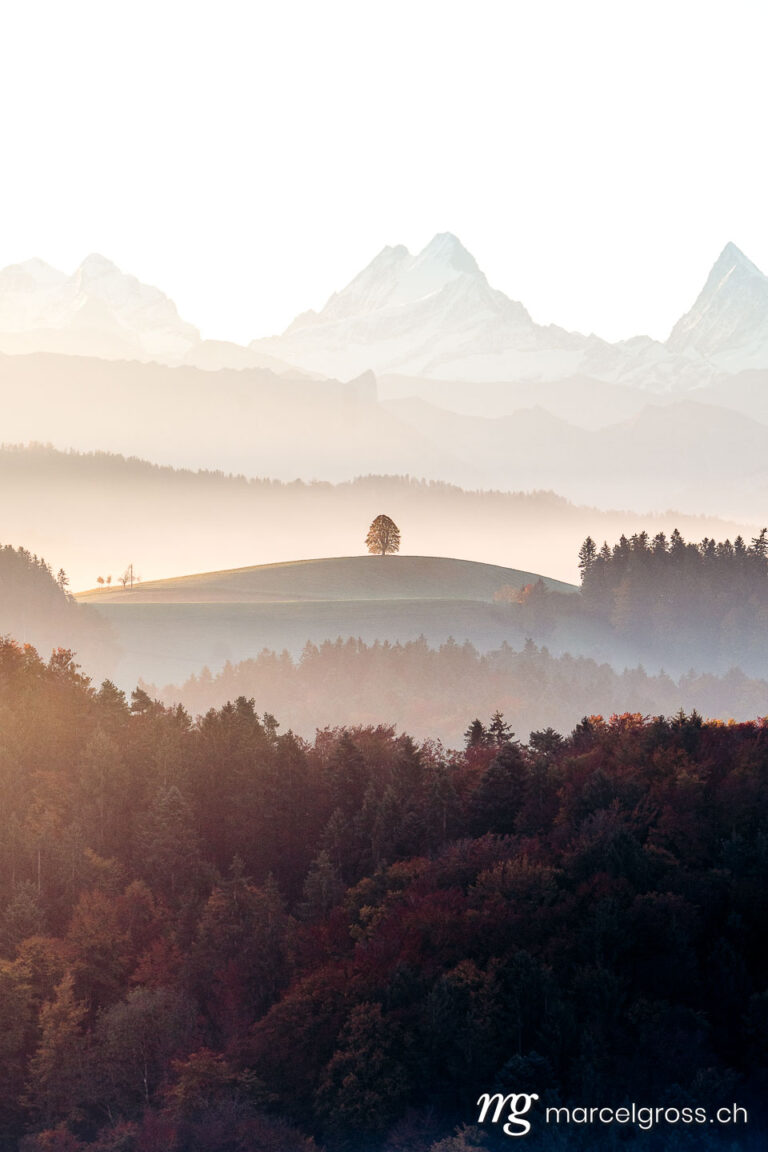 Autumn picture Switzerland. mystical sunrise over the Emmental hills with tree in front of Schreckhorn. Marcel Gross Photography