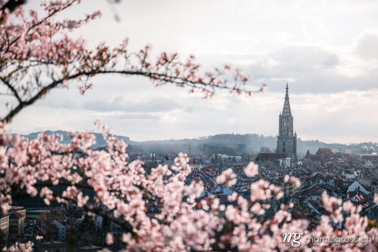 Spring pictures Switzerland. oldtown of Bern during cherry blossom with Berner Munster. Marcel Gross Photography