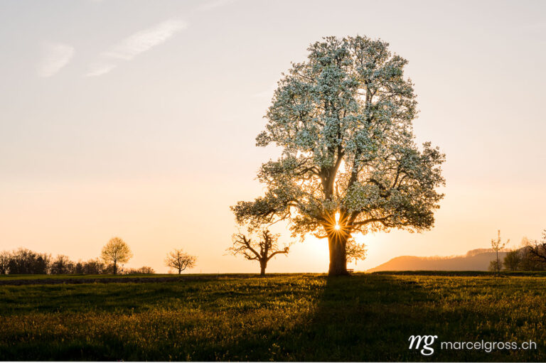 Spring pictures Switzerland. wonderful spring sunrise with a giant pear tree in Baselland. Marcel Gross Photography
