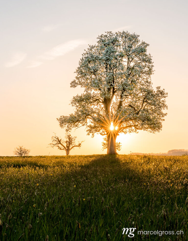 Basel area pictures. giant pear tree during spring at sunset. Marcel Gross Photography