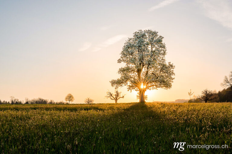 Spring pictures Switzerland. giant pear tree during spring at sunset. Marcel Gross Photography