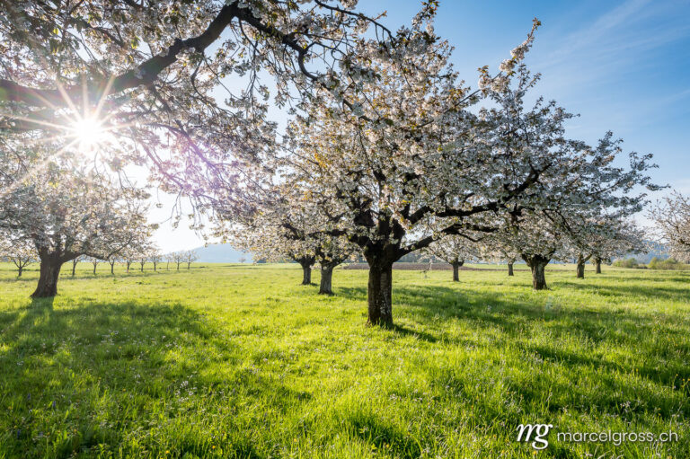 Basel area pictures. sun shining into cherry orchard in Baselland in spring. Marcel Gross Photography