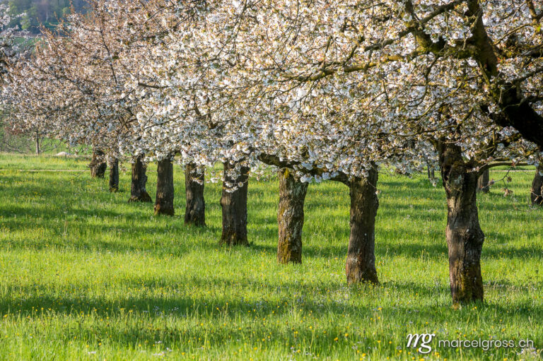 Baselbiet Bilder. orchard during cherry blossom in Baselland in spring. Marcel Gross Photography