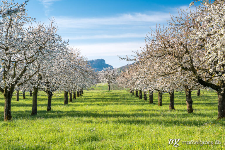 Frühlingsbilder Schweiz. orchard during cherry blossom in Baselland in spring. Marcel Gross Photography