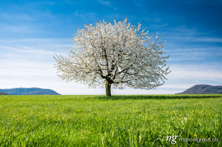 Frühlingsbilder Schweiz. perfect blooming cherry tree on a green field in Baselland. Marcel Gross Photography