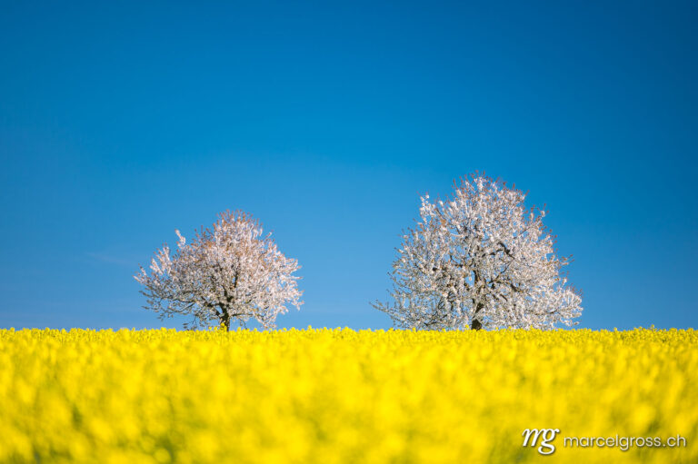 Basel area pictures. blooming cherry trees behind a rape field in Baselland in spring. Marcel Gross Photography