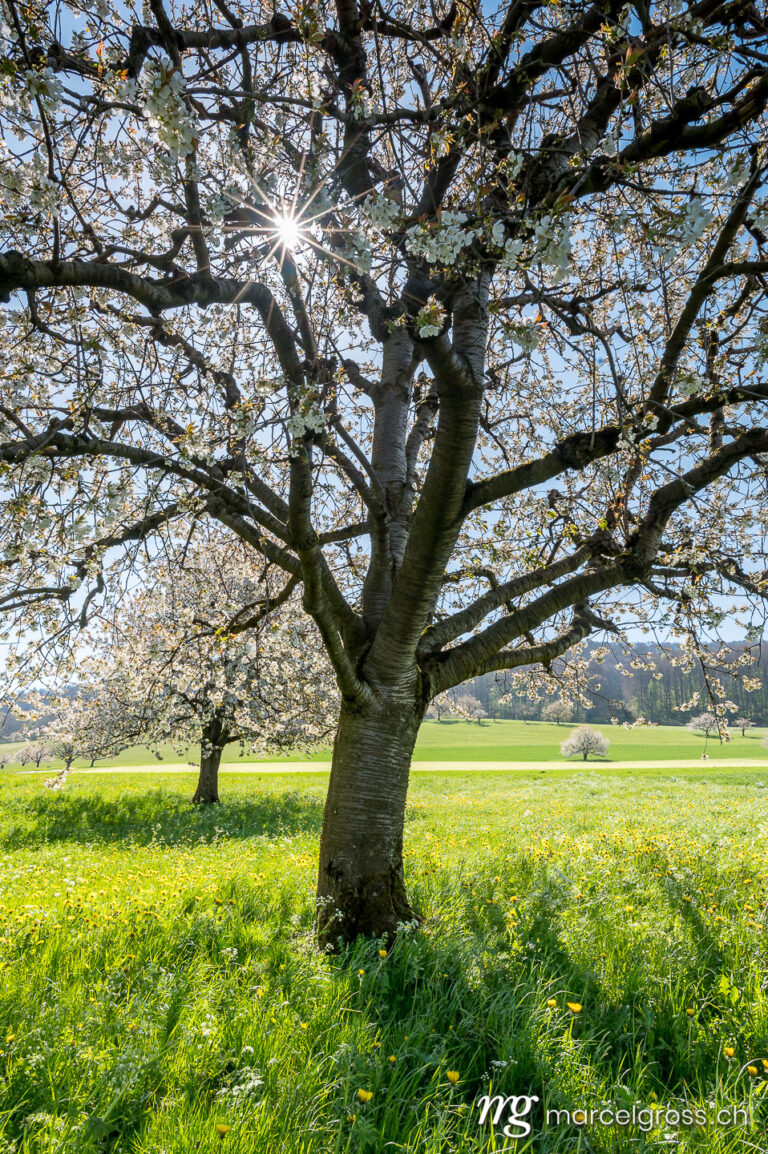 Baselbiet Bilder. sun shining into cherry orchard in Baselland in spring. Marcel Gross Photography