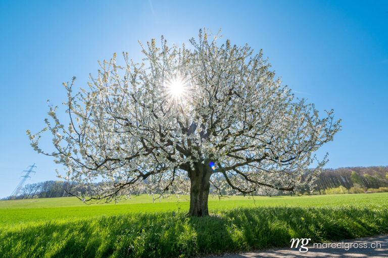 Baselbiet Bilder. wonderful cherry tree in bloom in Baselland in spring. Marcel Gross Photography
