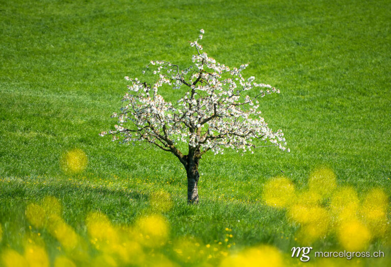 Spring pictures Switzerland. wonderful cherry tree in bloom in Baselland in spring with an ideal background. Marcel Gross Photography