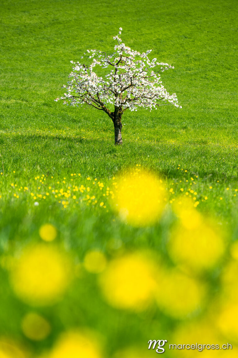 Baselbiet Bilder. wonderful cherry tree in bloom in Baselland in spring an ideal background. Marcel Gross Photography