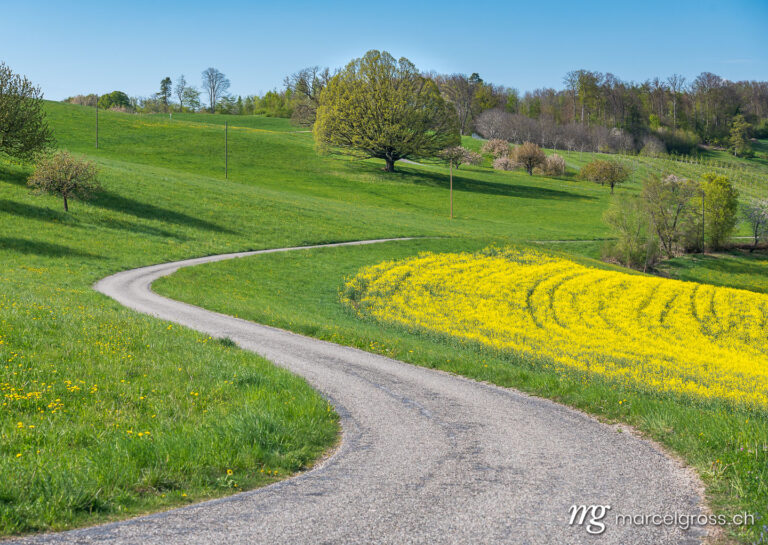 Spring pictures Switzerland. s-curve with giant oak tree in spring. Marcel Gross Photography