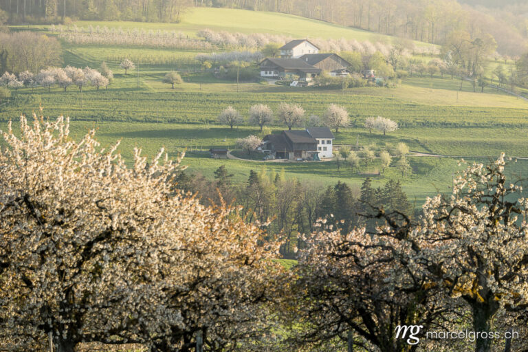Baselbiet Bilder. typical local farm during blossom in Baselland near Zeglingen. Marcel Gross Photography