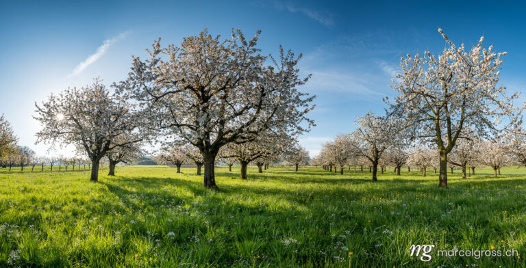 Panorama pictures Switzerland. sun shining into cherry orchard in Baselland in spring. Marcel Gross Photography