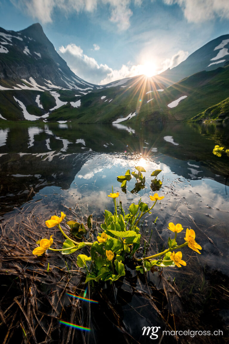 Summer picture Switzerland. spring with yellow alpine wild flowers at a mountain lake. Marcel Gross Photography