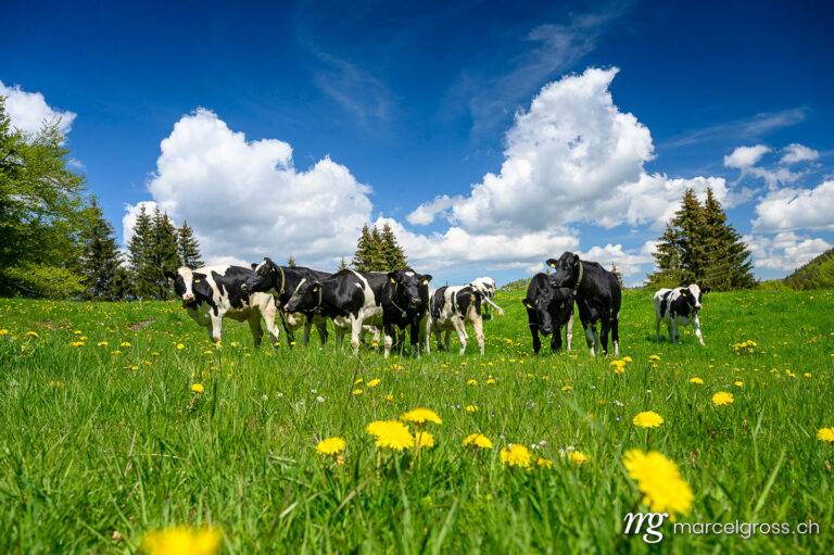 Summer picture Switzerland. herd of Holstein Friesian cattle in the swiss jura in spring. Marcel Gross Photography