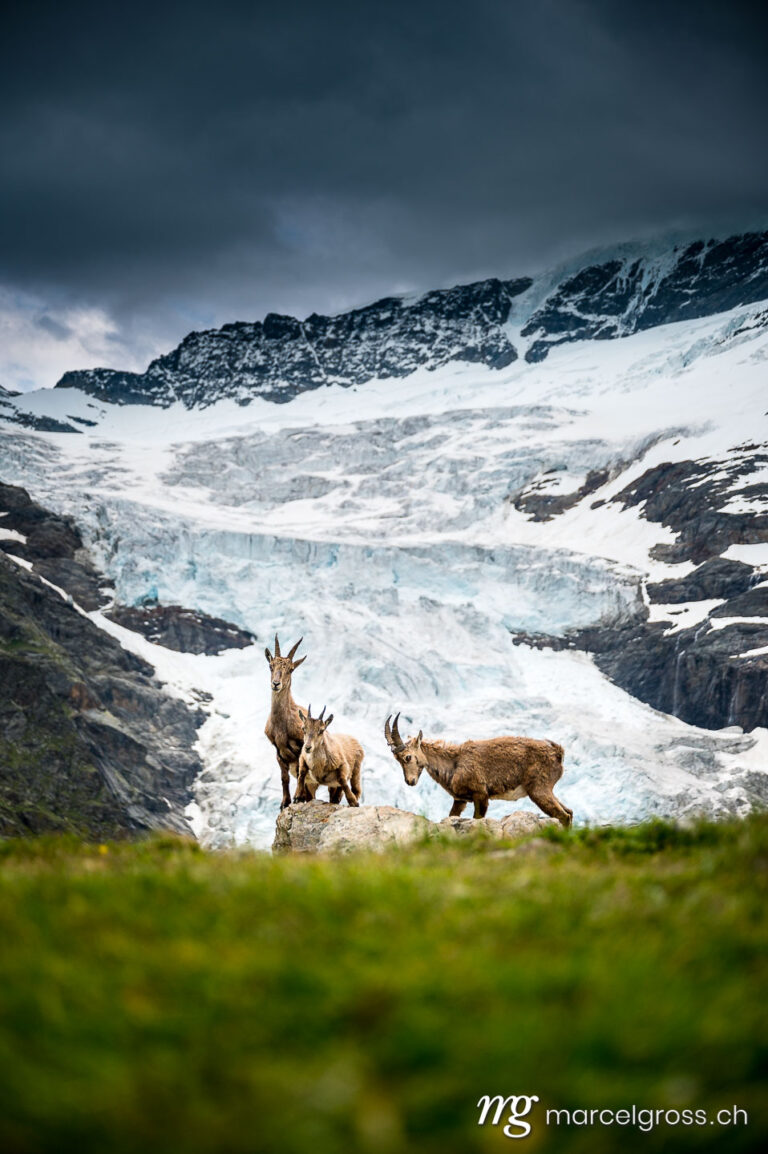Summer picture Switzerland. Ibex in front of a glacier in the Bernese Alps. Marcel Gross Photography