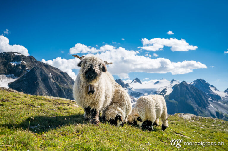 Summer picture Switzerland. Valais Blacknose sheep on Nufenenpass in the Valais Alps. Marcel Gross Photography