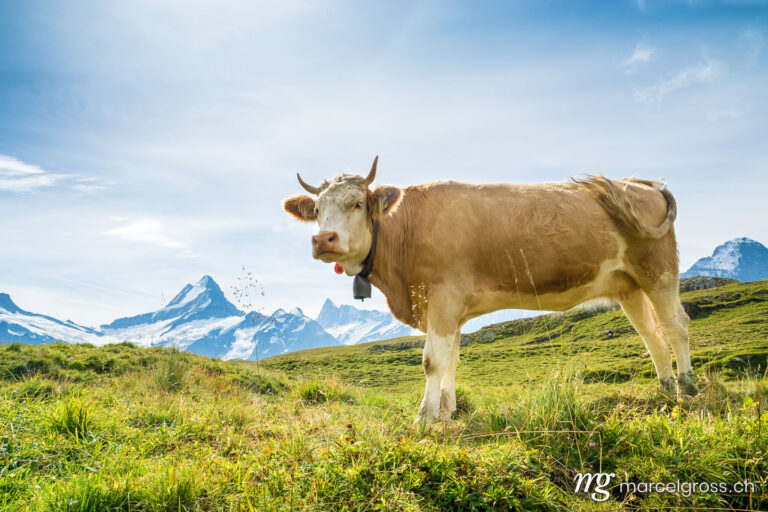 Summer picture Switzerland. Simmental cows in front of Swiss Alps with Schreckhorn. Marcel Gross Photography