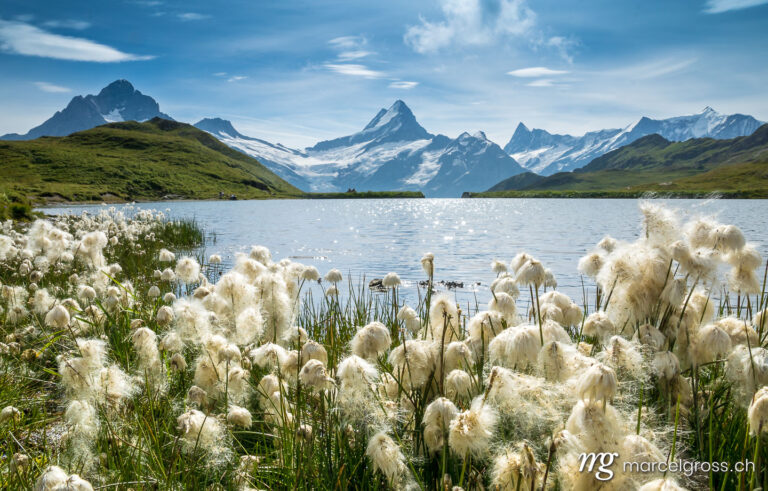 Sommerbild Schweiz. white cottongrass in the Bernese Alps. Marcel Gross Photography