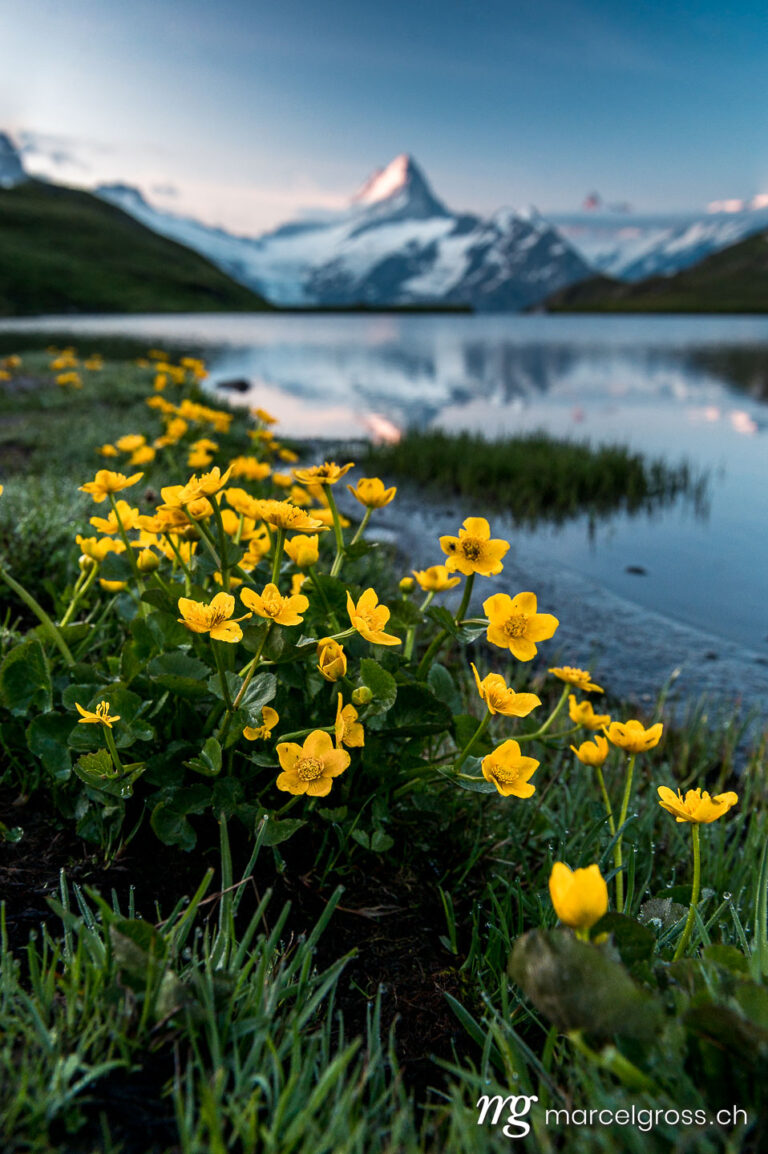 Summer picture Switzerland. flowering wildflowers in summer at sunrise seen at a calm Lake Bachalpsee with Schreckhorn. Marcel Gross Photography