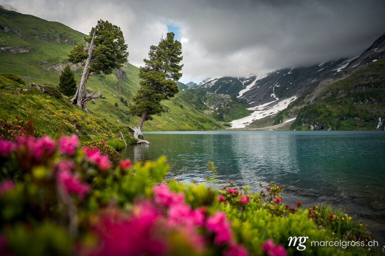 Summer pictures Switzerland. two old trees at Engstlensee in the Bernese alps with alpine roses in the foreground. Marcel Gross Photography