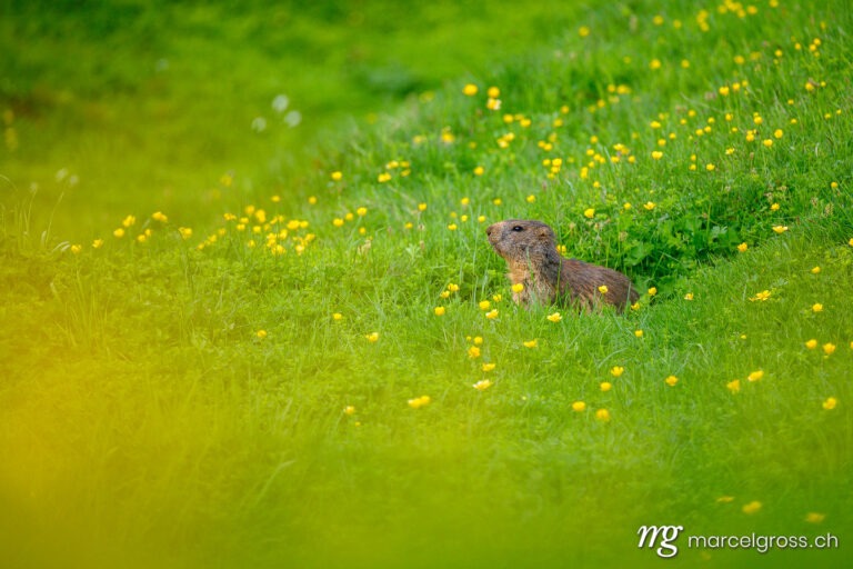 Summer pictures Switzerland. Alpine marmot (Marmota marmota) in a lush green alpine summer meadow in the Bernese Alps. Marcel Gross Photography