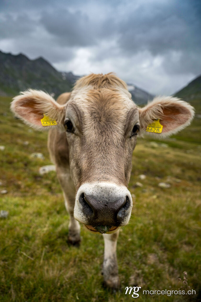 Sommerbilder Schweiz. close-up of a brown young cow in the swiss alps in Val Maighels, Surselva. Marcel Gross Photography