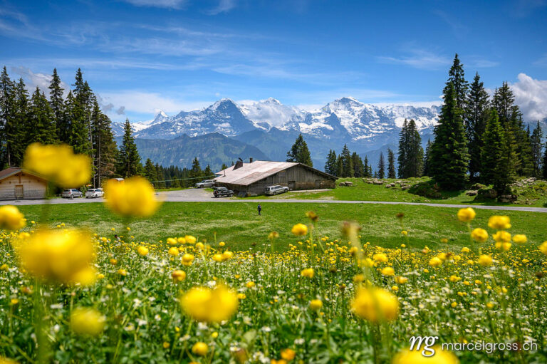Sommerbilder Schweiz. alpine meadow with alpine hut in front of Eiger Mönch and Jungfrau in the Bernese Alps. Marcel Gross Photography