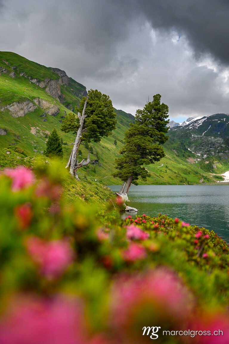 Sommerbilder Schweiz. two old trees at Engstlensee in the Bernese alps with alpine roses in the foreground. Marcel Gross Photography