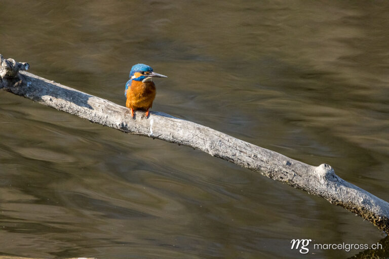 Bird Pictures Switzerland. Swiss kingfisher at a pond. Marcel Gross Photography