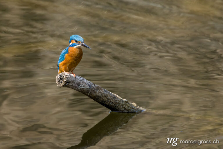 Bird Pictures Switzerland. Swiss kingfisher at a pond. Marcel Gross Photography