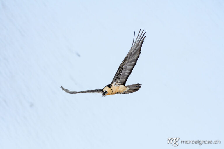 Vogel Bilder Schweiz. Bearded vulture (Gypaetus barbatus) in flight in Valais, Switzerland. Marcel Gross Photography