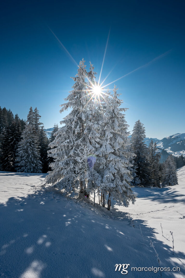 Winter picture Switzerland. natural christmas tree covered in snow. Marcel Gross Photography
