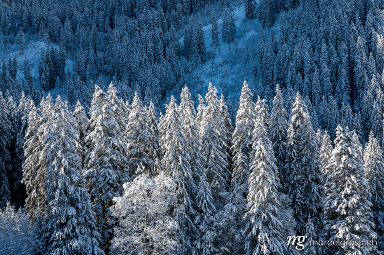 Winter picture Switzerland. winter forest with snow covered fir trees in Diemtig valley, Bernese Oberland. Marcel Gross Photography