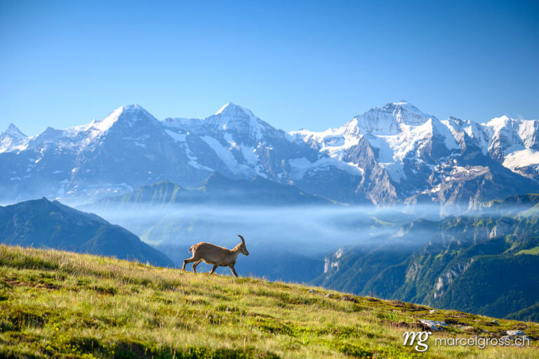 Steinbock Bilder. ibex in front of the mighty Bernese Alps. Marcel Gross Photography