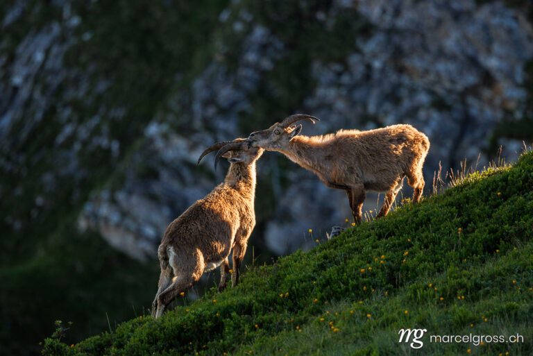 Capricorn pictures. kissing ibexes. Marcel Gross Photography