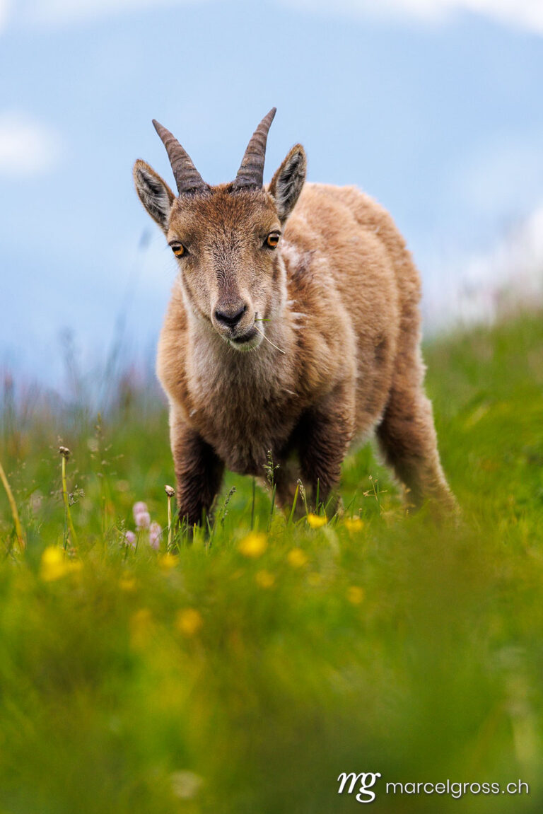Steinbock Bilder. curious young ibex in the Bernese Alps. Marcel Gross Photography