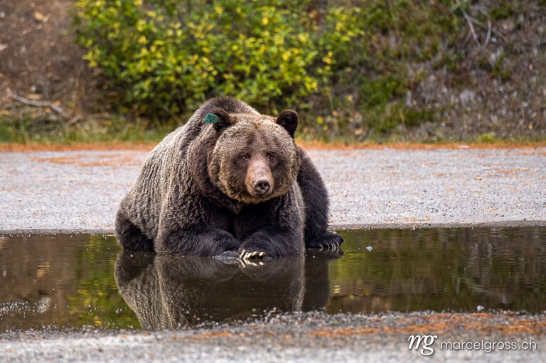 . big grizzly bear (Ursus arctos horribilis) in Peter Lougheed Provinical Park. Marcel Gross Photography