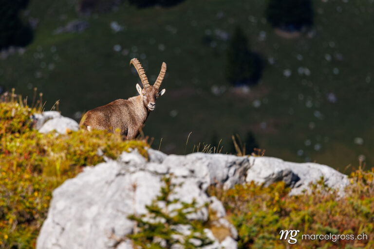 . male ibex (Capra ibex) in the Diemtig Valley Nature Park in the Bernese Oberland. Marcel Gross Photography