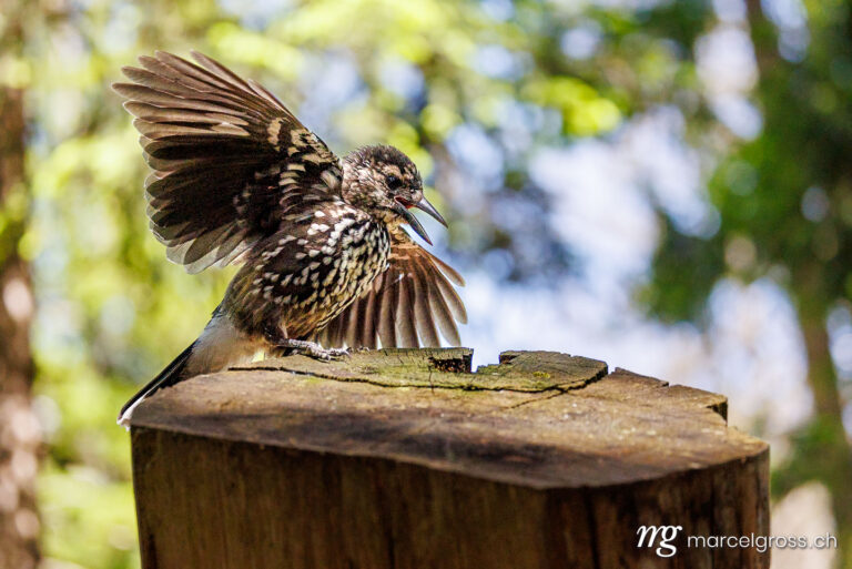 . young spotted nutcracker (Nucifraga caryocatactes) spread its wings in Arosa, Graubünden. Marcel Gross Photography
