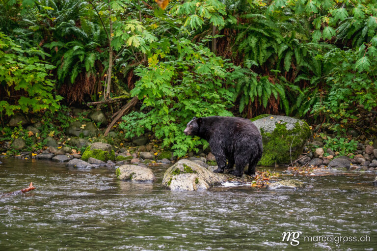 . Baloo the Bear in the Jungle. Marcel Gross Photography