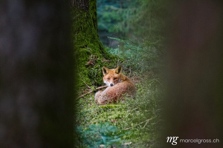 . red fox in an Emmental Forest near Konolfingen. Marcel Gross Photography
