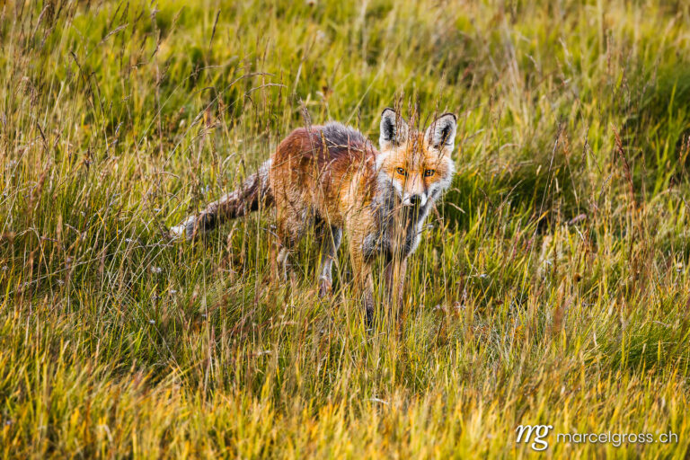 . beautiful red fox (vulpes vulpes) in high alpine grass in Valais. Marcel Gross Photography