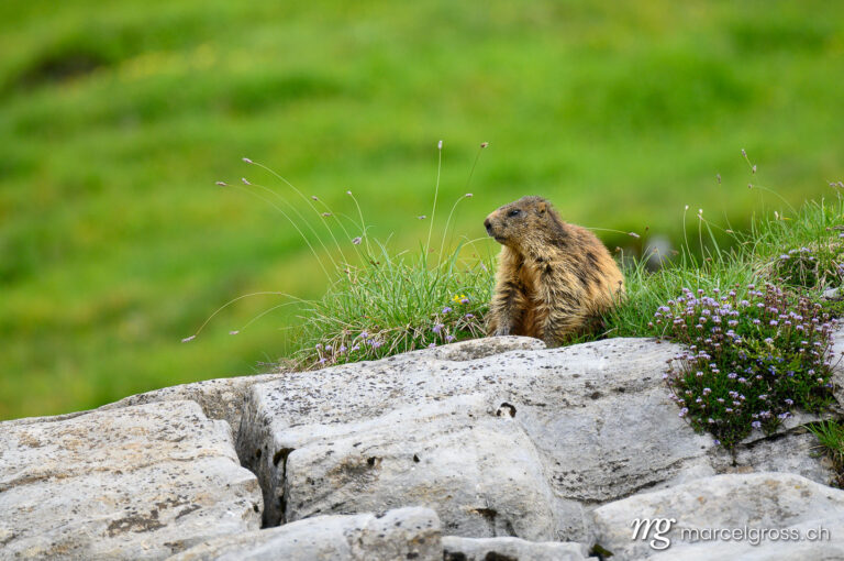 . Alpine marmot (Marmota marmota) on rocks in the Bernese Alps. Marcel Gross Photography