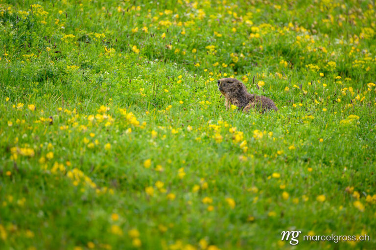 . young Alpine marmot (Marmota marmota) in a lush green alpine summer meadow in the Bernese Alps. Marcel Gross Photography