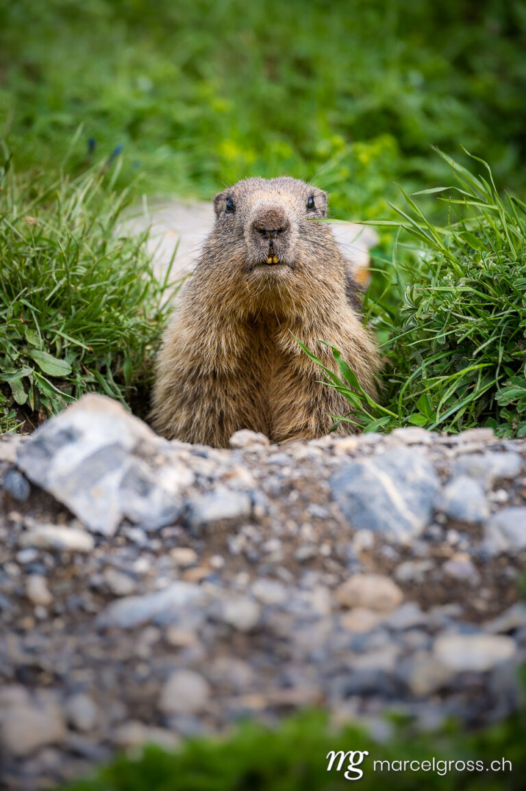 . portrait of an Alpine marmot (Marmota marmota) looking out of its den in the Bernese Alps. Marcel Gross Photography