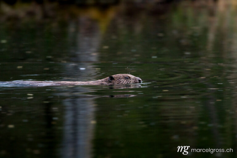 . swimming beaver in the Aare in Belpau. Marcel Gross Photography