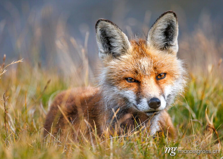 . beautiful red fox (vulpes vulpes) lying in high alpine grass in Valais. Marcel Gross Photography